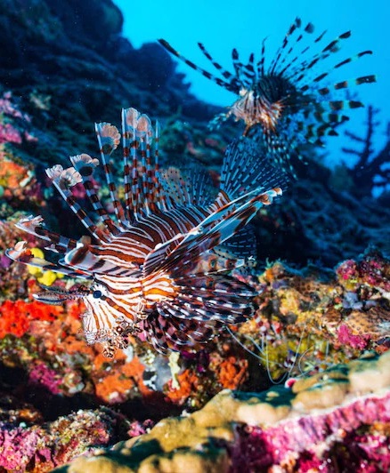 Coral reef with lionfish